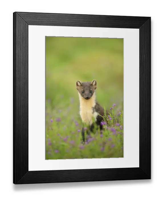 Framed Print : Pine marten (Martes martes) adult female portrait in caledonian forest, The Black Isle Framed Print : Pine marten (Martes martes) adult female portrait in caledonian forest, The Black Isle
