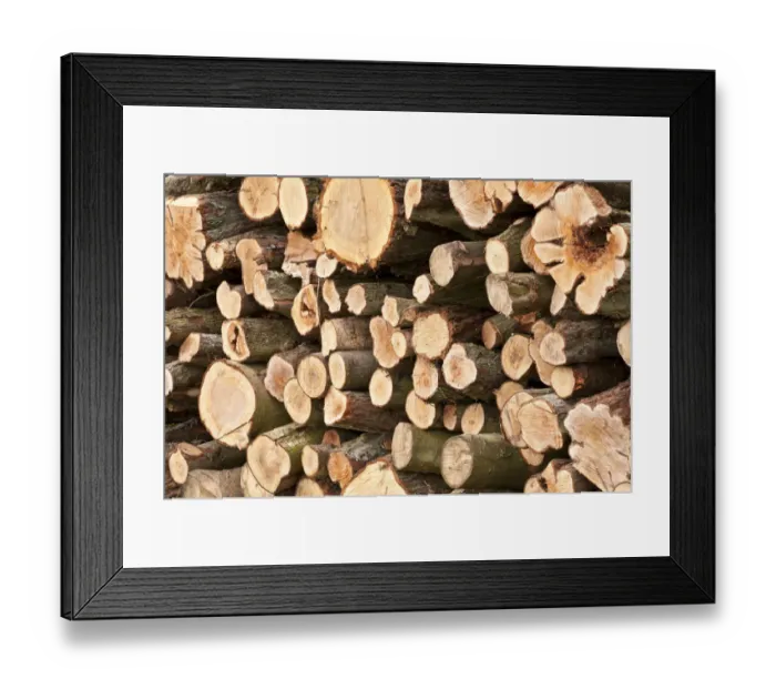 Framed Print : Timber log pile, Feanedock Wood, The National Forest, Derbyshire, UK, November 2010