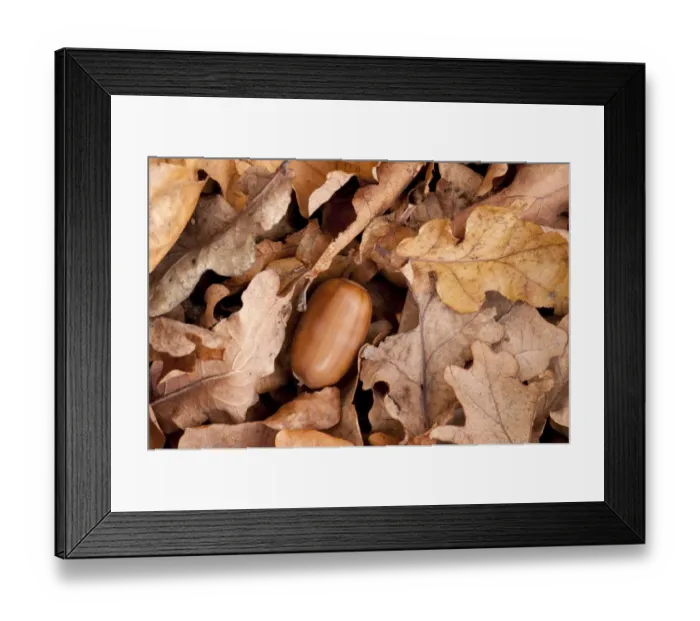 Framed Print : English oak tree {Quercus robur} acorn and fallen leaves in autumn, Beacon Hill Country Park Framed Print : English oak tree {Quercus robur} acorn and fallen leaves in autumn, Beacon Hill Country Park