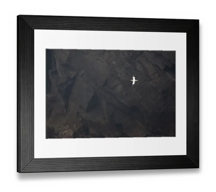 Framed Print : Gannet in flight (Morus bassanus) against cliff face, Hermaness NNR, Unst, Shetland Framed Print : Gannet in flight (Morus bassanus) against cliff face, Hermaness NNR, Unst, Shetland