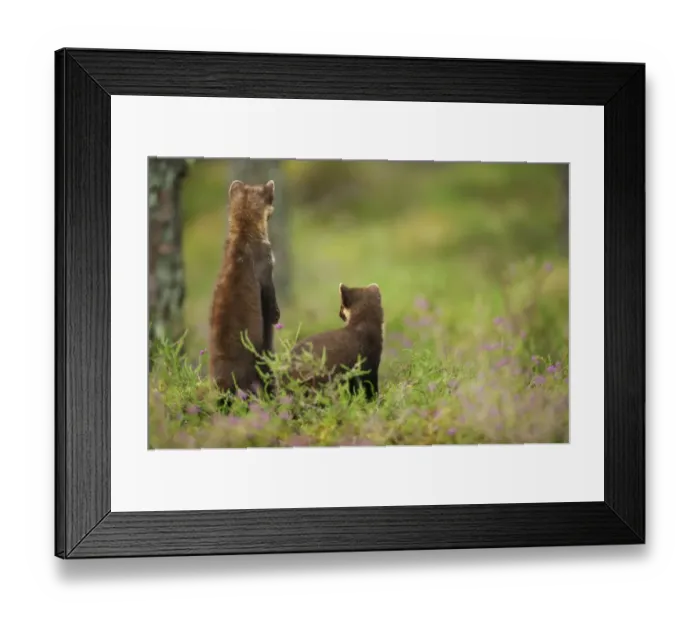 Framed Print : Pine marten (Martes martes) rear view of adult female standing up with 4-5 month Framed Print : Pine marten (Martes martes) rear view of adult female standing up with 4-5 month