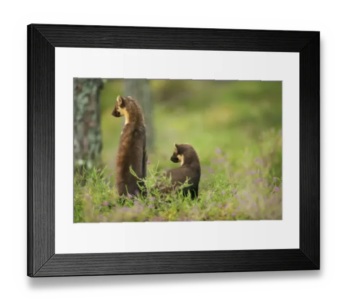Framed Print : Pine marten (Martes martes) rear view of adult female standing up with 4-5 month Framed Print : Pine marten (Martes martes) rear view of adult female standing up with 4-5 month