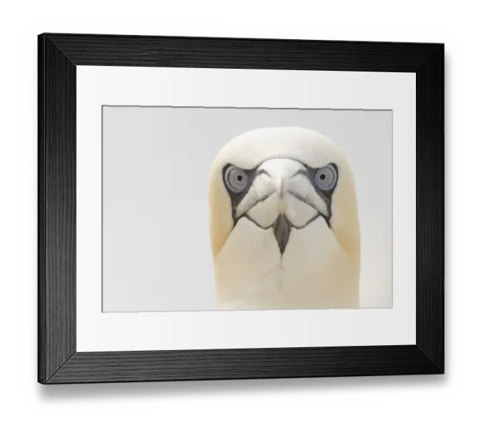 Framed Print : Gannet (Morus bassanus) portrait, Bass Rock, Firth of Forth, Scotland, UK, June Framed Print : Gannet (Morus bassanus) portrait, Bass Rock, Firth of Forth, Scotland, UK, June