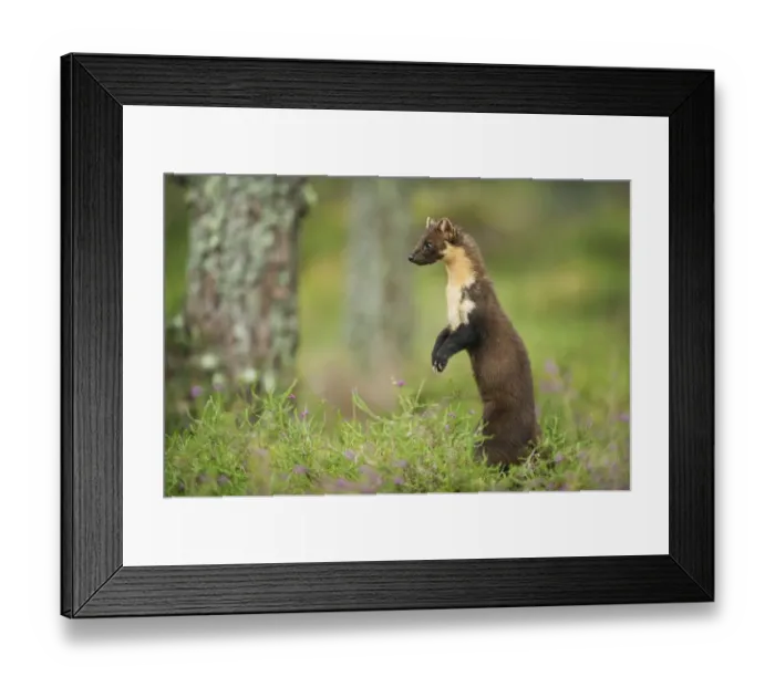 Framed Print : Pine marten (Martes martes) adult female portrait, standing, in caledonian forest Framed Print : Pine marten (Martes martes) adult female portrait, standing, in caledonian forest