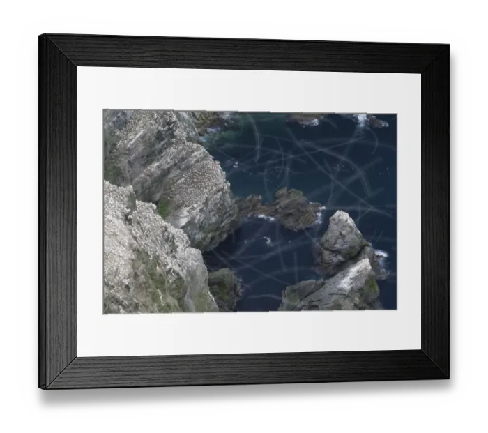 Framed Print : View over Gannet colony (Morus bassanus) with flight trails of birds in flight, Hermaness NNR Framed Print : View over Gannet colony (Morus bassanus) with flight trails of birds in flight, Hermaness NNR