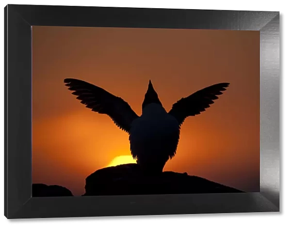 Silhouette of Razorbill (Alca torda) against sunset, flapping wings. June 2010
