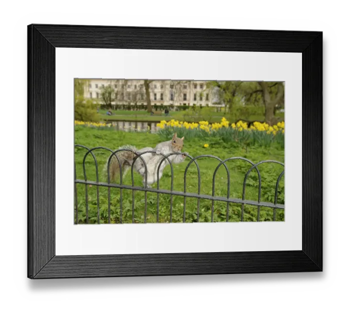 Framed Print : Grey Squirrel (Sciurus carolinensis) climbing over fence in parkland, Regents Park Framed Print : Grey Squirrel (Sciurus carolinensis) climbing over fence in parkland, Regents Park