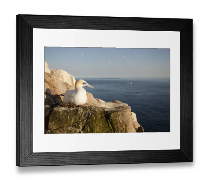 Framed Print : Gannet (Morus bassanus) on nest on cliff. June 2010 Framed Print : Gannet (Morus bassanus) on nest on cliff. June 2010