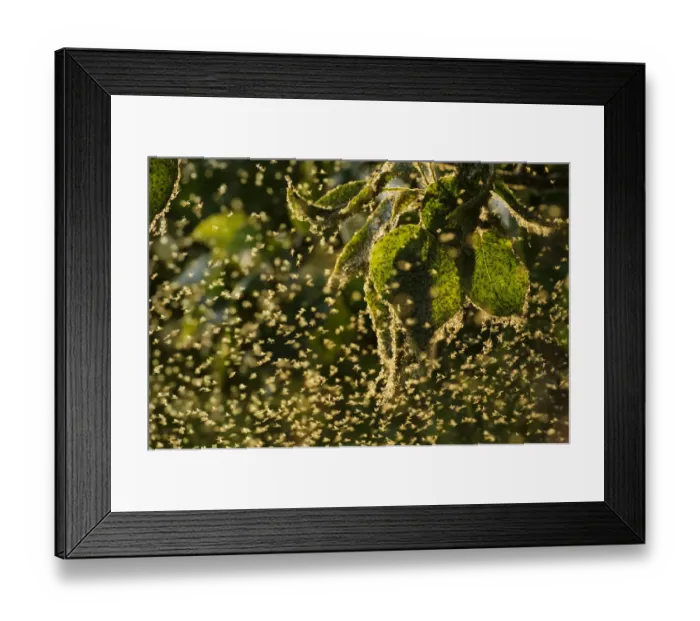 Framed Print : Swarm of Greenfly (winged aphids), Rutland Water, Rutland, UK, April. Photographer quote Framed Print : Swarm of Greenfly (winged aphids), Rutland Water, Rutland, UK, April. Photographer quote