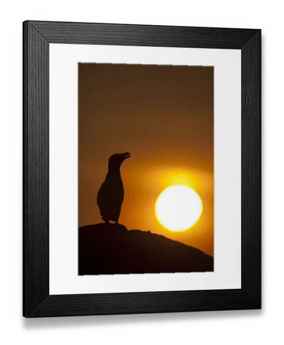 Framed Print : Silhouette of Razorbill (Alca torda) against sunset. June 2010