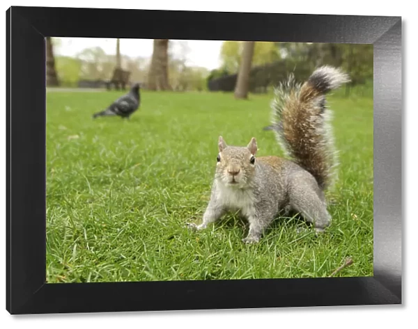 Grey Squirrel (Sciurus carolinensis) on grass in parkland, Regents Park, London