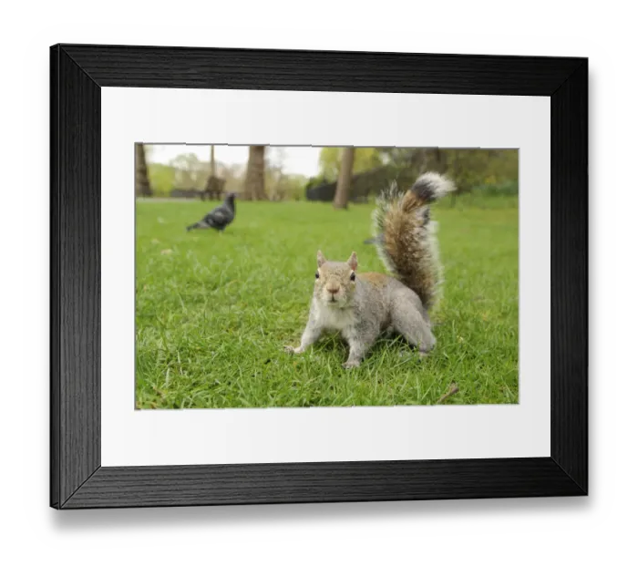 Framed Print : Grey Squirrel (Sciurus carolinensis) on grass in parkland, Regents Park, London Framed Print : Grey Squirrel (Sciurus carolinensis) on grass in parkland, Regents Park, London