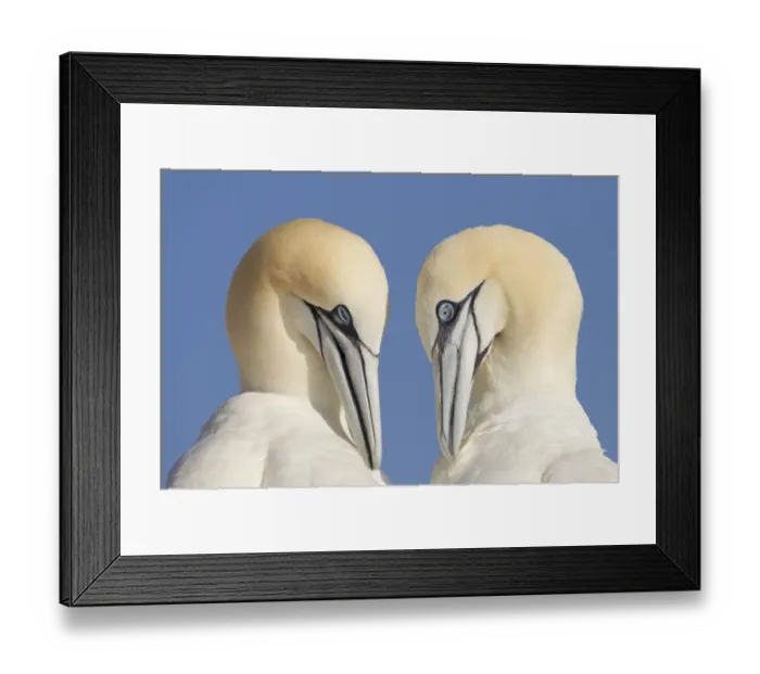 Framed Print : Pair of Gannets (Morus bassanus) mutual preening, Bass Rock, Firth of Forth, Scotland, UK, June Framed Print : Pair of Gannets (Morus bassanus) mutual preening, Bass Rock, Firth of Forth, Scotland, UK, June