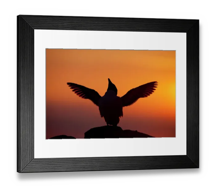 Framed Print : Silhouette of Razorbill (Alca torda) against sunset, flapping wings. June 2010. Photographer quote: A cacophonous seabird colony on a summers evening is just spell-binding Framed Print : Silhouette of Razorbill (Alca torda) against sunset, flapping wings. June 2010. Photographer quote: A cacophonous seabird colony on a summers evening is just spell-binding