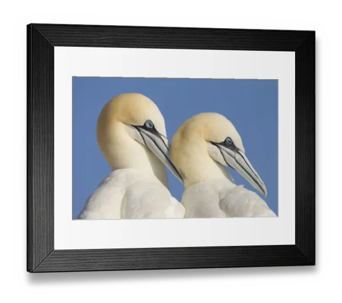 Framed Print : Pair of Gannets (Morus bassanus) mutual preening, Bass Rock, Firth of Forth, Scotland Framed Print : Pair of Gannets (Morus bassanus) mutual preening, Bass Rock, Firth of Forth, Scotland