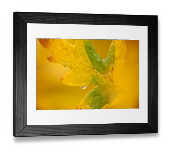 Framed Print : English oak {Quercus robur} leaf in autumn, Donisthorpe, The National Forest, Leicestershire, UK Framed Print : English oak {Quercus robur} leaf in autumn, Donisthorpe, The National Forest, Leicestershire, UK