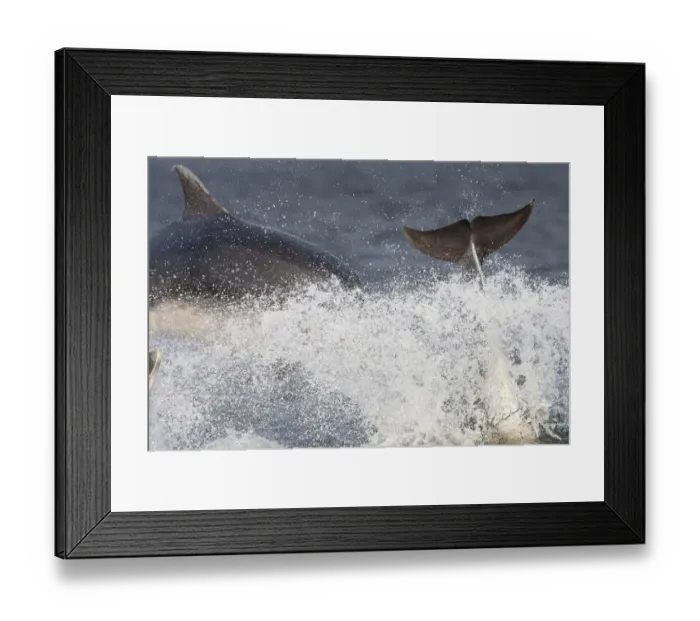 Framed Print : Two Bottlenose dolphins (Tursiops truncatus) breaching, Moray Firth, Inverness-shire Framed Print : Two Bottlenose dolphins (Tursiops truncatus) breaching, Moray Firth, Inverness-shire