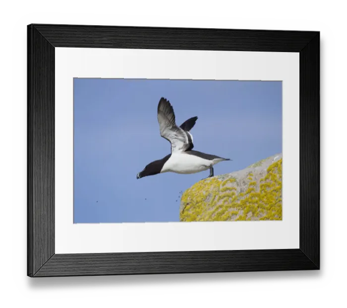 Framed Print : Razorbill (Alca torda) taking off from cliff. June 2010 Framed Print : Razorbill (Alca torda) taking off from cliff. June 2010