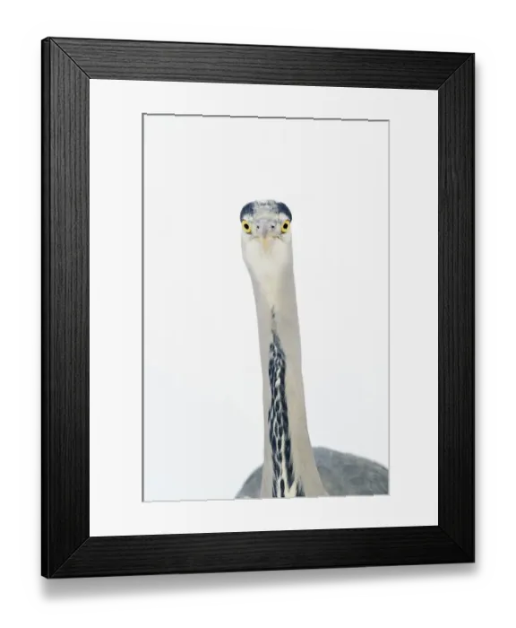 Framed Print : Grey heron (Ardea cinerea) portrait, River Tame, Reddish Vale Country Park, Stockport Framed Print : Grey heron (Ardea cinerea) portrait, River Tame, Reddish Vale Country Park, Stockport