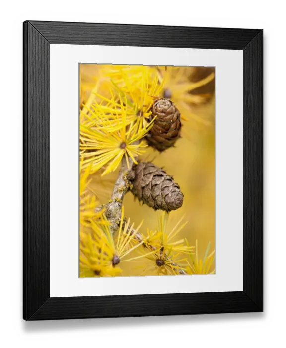 Framed Print : Larch {Larix deciduas} yellow needles and cones in autumn, Donisthorpe, The National Forest Framed Print : Larch {Larix deciduas} yellow needles and cones in autumn, Donisthorpe, The National Forest