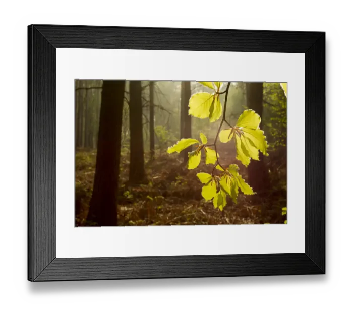 Framed Print : Beech leaves (Fagus sylvatica) backlit at dawn with forest in background, The National Forest Framed Print : Beech leaves (Fagus sylvatica) backlit at dawn with forest in background, The National Forest