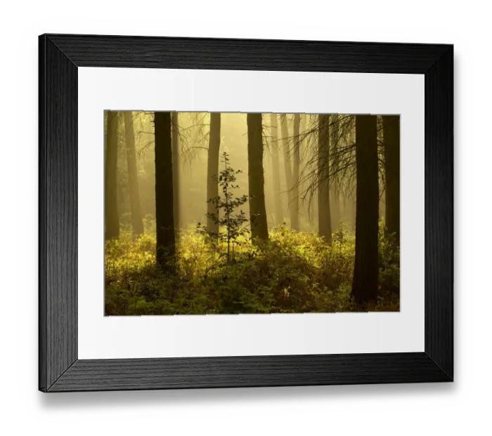 Framed Print : Forest interior at dawn, The National Forest, Midlands, UK, Spring 2011 Framed Print : Forest interior at dawn, The National Forest, Midlands, UK, Spring 2011