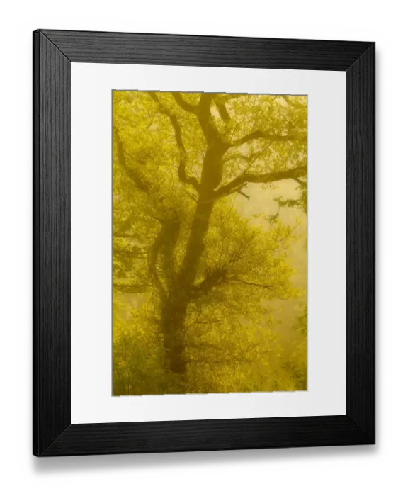 Framed Print : Beech tree (Fagus sylvatica) backlit at dawn, The National Forest, Midlands, UK