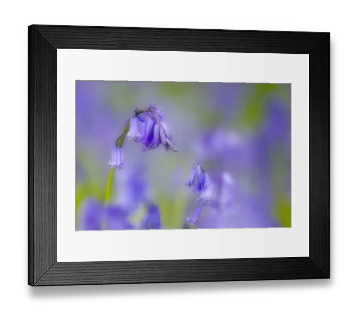 Framed Print : Bluebell flower (Hyacinthoides non-scripta) with soft focus effect, The National Forest Framed Print : Bluebell flower (Hyacinthoides non-scripta) with soft focus effect, The National Forest