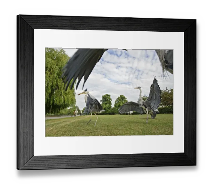 Framed Print : Three Grey herons (Ardea cinerea) fighting in Regents Park, London, UK, April 2011 Framed Print : Three Grey herons (Ardea cinerea) fighting in Regents Park, London, UK, April 2011
