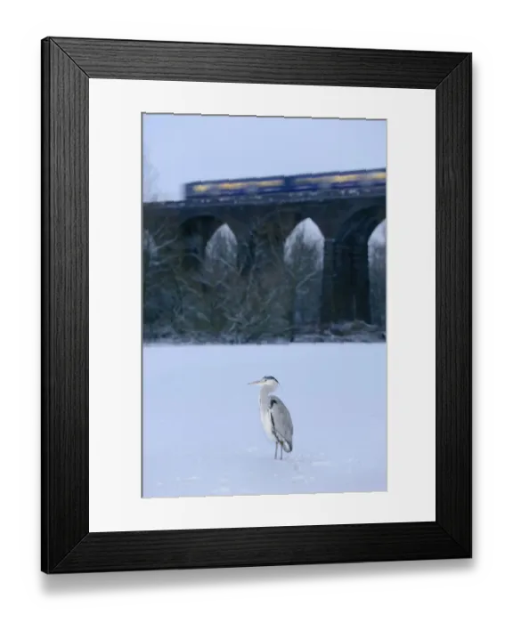 Framed Print : Grey heron (Ardea cinerea) on frozen river, River Tame, Reddish Vale Country Park