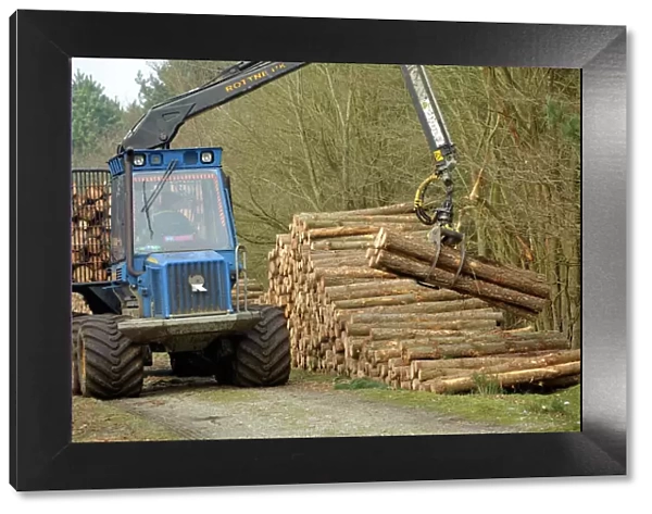 Forestry workers with forwarder machine, removing felled timber from Dunwich Forest