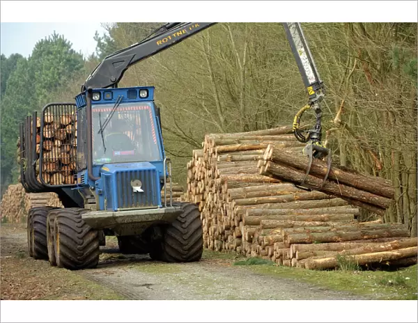 Forestry workers with forwarder machine, removing felled timber from Dunwich Forest