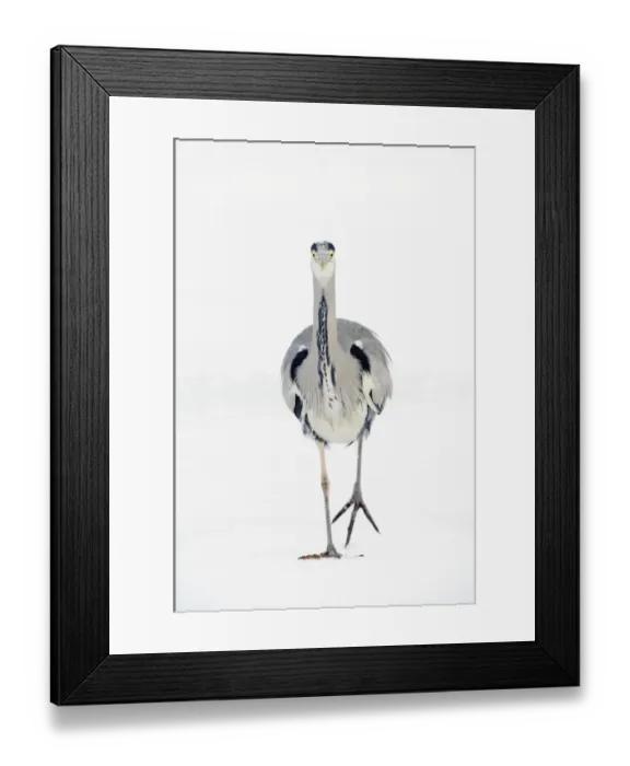Framed Print : Grey heron (Ardea cinerea) walking towards camera on ice, River Tame, Reddish Vale Country Park Framed Print : Grey heron (Ardea cinerea) walking towards camera on ice, River Tame, Reddish Vale Country Park