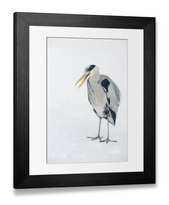 Framed Print : Grey heron (Ardea cinerea) on ice, beak open, River Tame, Reddish Vale Country Park Framed Print : Grey heron (Ardea cinerea) on ice, beak open, River Tame, Reddish Vale Country Park