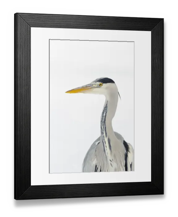 Framed Print : Grey heron (Ardea cinerea) portrait, River Tame, Reddish Vale Country Park, Stockport Framed Print : Grey heron (Ardea cinerea) portrait, River Tame, Reddish Vale Country Park, Stockport