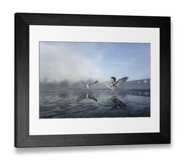 Framed Print : Two Grey herons (Ardea cinerea) on ice, squabbling over fish fed to them by visitors Framed Print : Two Grey herons (Ardea cinerea) on ice, squabbling over fish fed to them by visitors