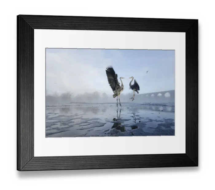 Framed Print : Two Grey herons (Ardea cinerea) squabbling over fish fed to them by visitors, River Tame Framed Print : Two Grey herons (Ardea cinerea) squabbling over fish fed to them by visitors, River Tame