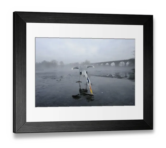 Framed Print : Grey heron (Ardea cinerea) on ice, feeding on fish fed to it by visitors, River Tame Framed Print : Grey heron (Ardea cinerea) on ice, feeding on fish fed to it by visitors, River Tame