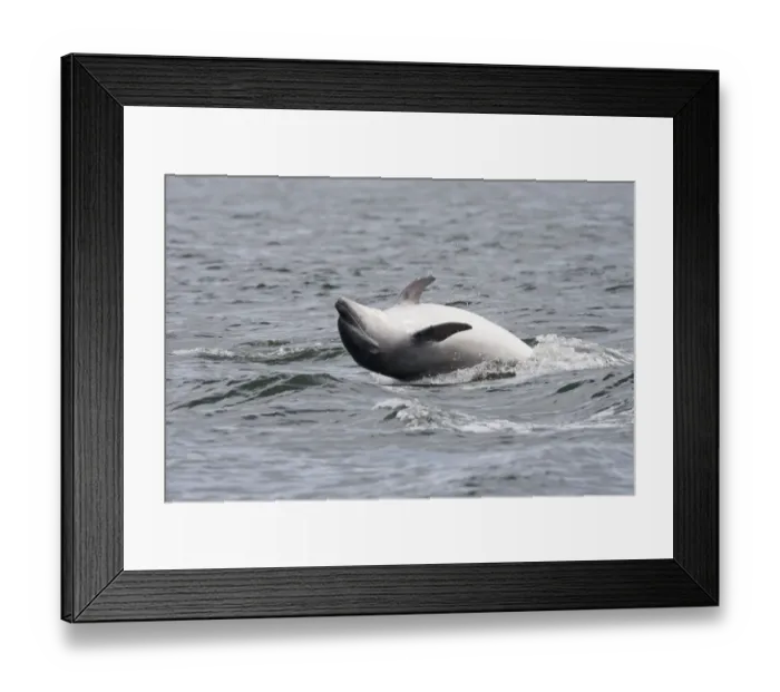 Framed Print : Bottlenose dolphin (Tursiops truncatus) adult spy-hopping, rolling over backwards Framed Print : Bottlenose dolphin (Tursiops truncatus) adult spy-hopping, rolling over backwards