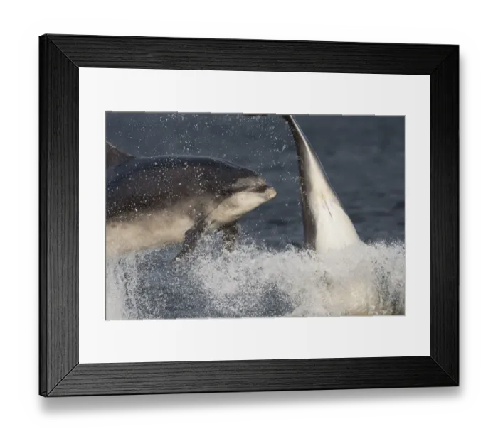 Framed Print : Two Bottlenose dolphins (Tursiops truncatus) breaching, Moray Firth, Inverness-shire Framed Print : Two Bottlenose dolphins (Tursiops truncatus) breaching, Moray Firth, Inverness-shire