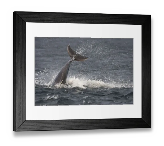 Framed Print : Bottlenose dolphin (Tursiops truncatus) breaching, Moray Firth, Inverness-shire Framed Print : Bottlenose dolphin (Tursiops truncatus) breaching, Moray Firth, Inverness-shire