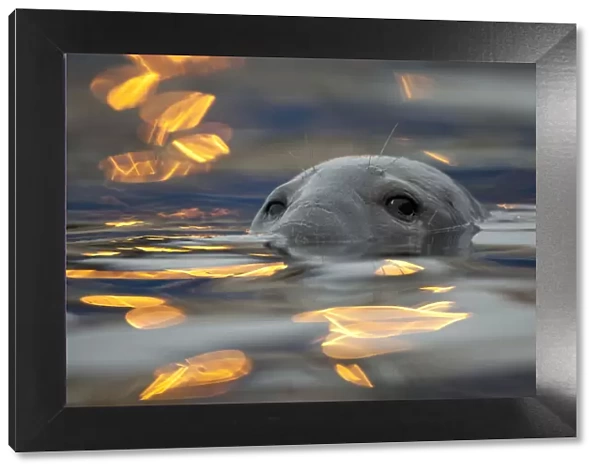Grey seal (Halichoerus grypus) bull with reflections on water of harbour lights, Shetland Isles