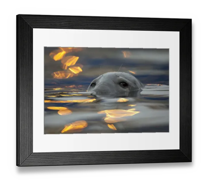 Framed Print : Grey seal (Halichoerus grypus) bull with reflections on water of harbour lights, Shetland Isles Framed Print : Grey seal (Halichoerus grypus) bull with reflections on water of harbour lights, Shetland Isles