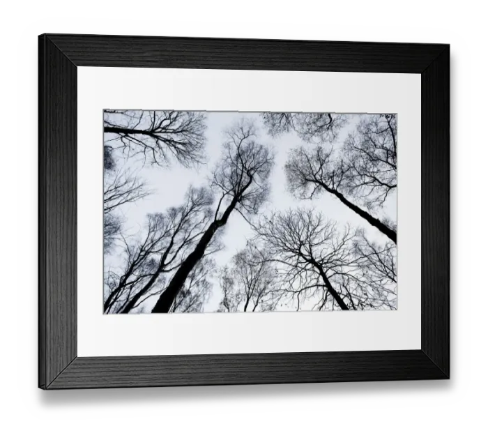 Framed Print : View up through skeletal branches of Birch trees against a winter sky, Yoxall, Derbyshire