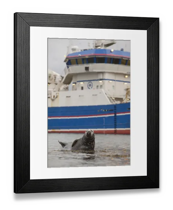 Framed Print : Grey seal (Halichoerus grypus) on haul out in fishing harbour with ferry in the background Framed Print : Grey seal (Halichoerus grypus) on haul out in fishing harbour with ferry in the background