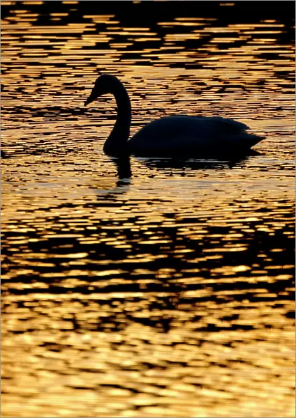 Whooper swan (cygnus cygnus) silhouette at sunrise, Loch Insh, Cairngorms NP, Kincraig
