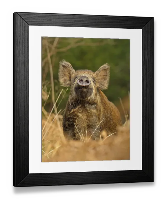 Framed Print : Wild boar (Sus scrofa) female in woodland undergrowth sniffling air for scent of human