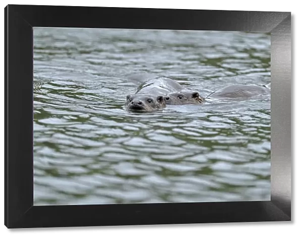 European river otter (Lutra lutra) swimming in lake with cub, Wales, UK, October