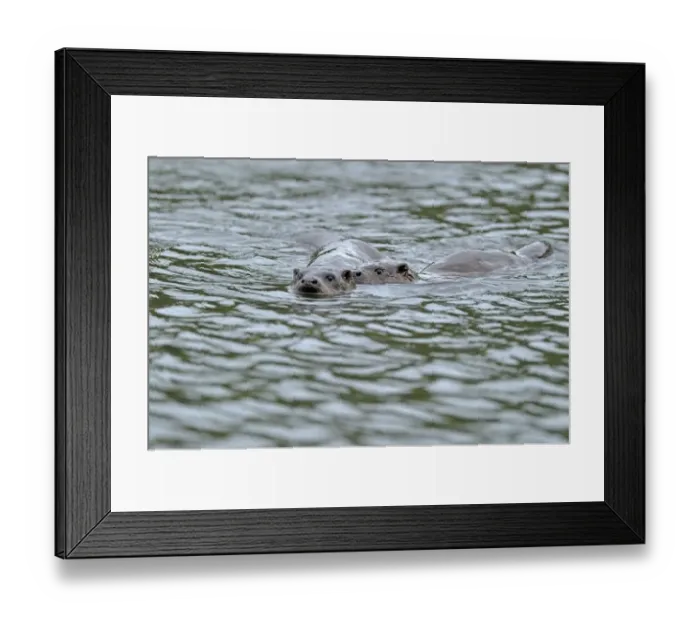 Framed Print : European river otter (Lutra lutra) swimming in lake with cub, Wales, UK, October Framed Print : European river otter (Lutra lutra) swimming in lake with cub, Wales, UK, October