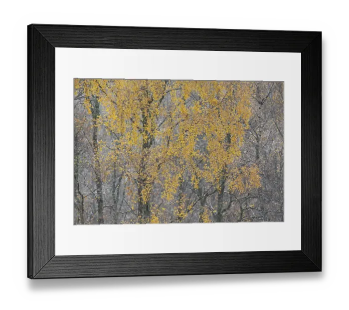 Framed Print : Birch tree (Betula pendula) backlit at dawn, autumn, Cairngorms NP, Glenfeshie, Inshriach Framed Print : Birch tree (Betula pendula) backlit at dawn, autumn, Cairngorms NP, Glenfeshie, Inshriach